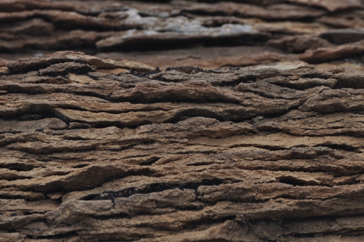 bisti wilderness